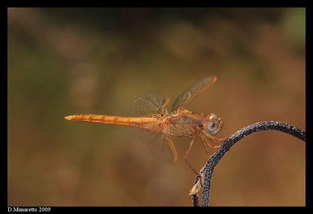 Libellula...documentaristica due